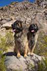 Leonbergers enjoying the high desert Art Print